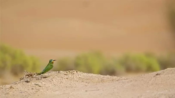 34 نوعاً من اللافقاريات والثدييات في محمية الدلفاوية