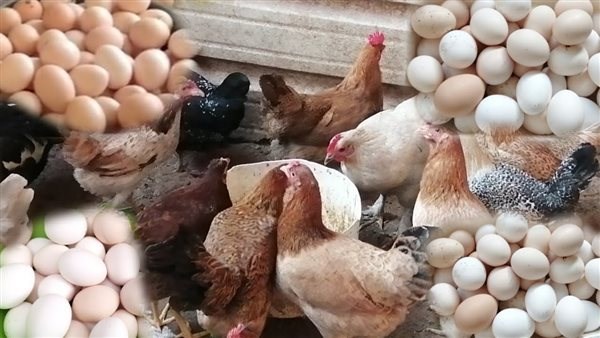 تواصل الانخفاض.. مفاجأة في أسعار الدواجن والبانيه اليوم السبت