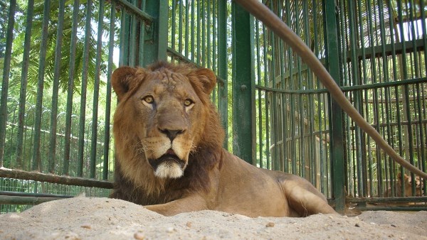 افتتاح حديقة الحيوان.. سعر التذكرة هيوصل كام؟