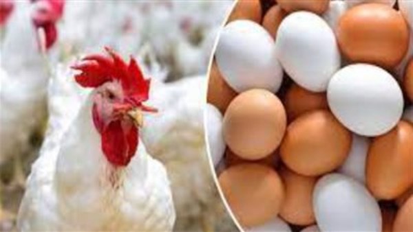 بكام الفراخ النهاردة؟.. مفاجأة بأسعار الدواجن والبيض اليوم الإثنين بكام الفراخ النهاردة؟.. مفاجأة بأسعار الدواجن والبيض اليوم الإثنين