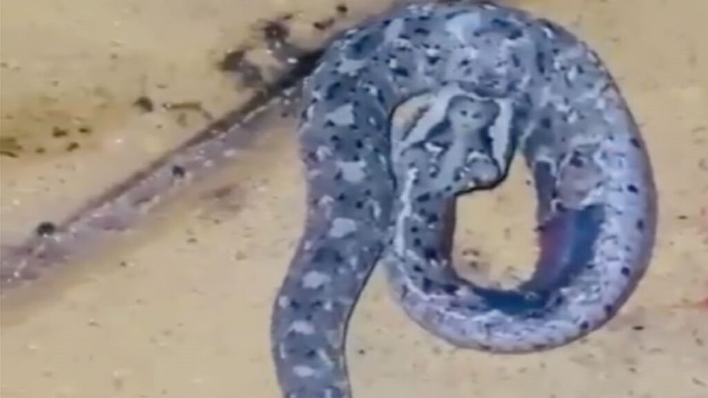 عبودكا: لندن وأبها كلهم مدينة الضباب بس هنا مايسرقونك زي لندن.. فيديو