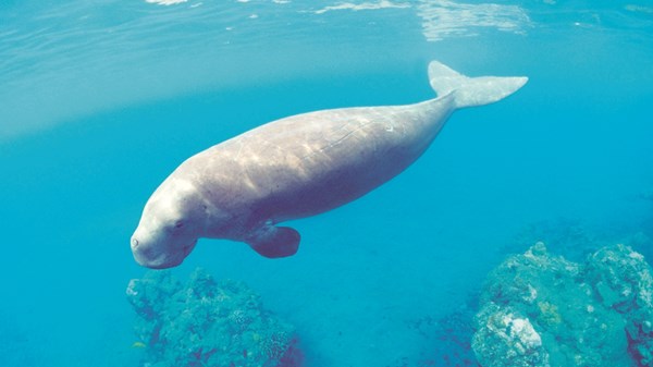 أبوظبي تسجل إنجازاً جديداً في حماية الحياة الفطرية البحرية أبوظبي تسجل إنجازاً جديداً في حماية الحياة الفطرية البحرية