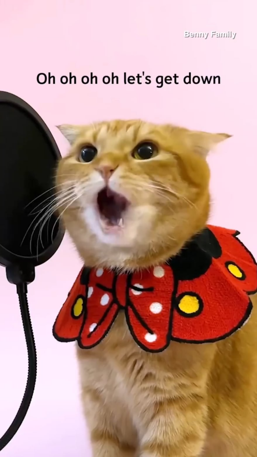 250818 Benny Family Tiktok Update - مرتين "This Is for" Cover by Benny the Cat