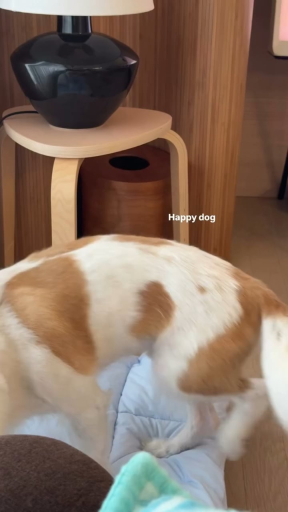 250824 تحديث قصة أليس إيج مع هانك