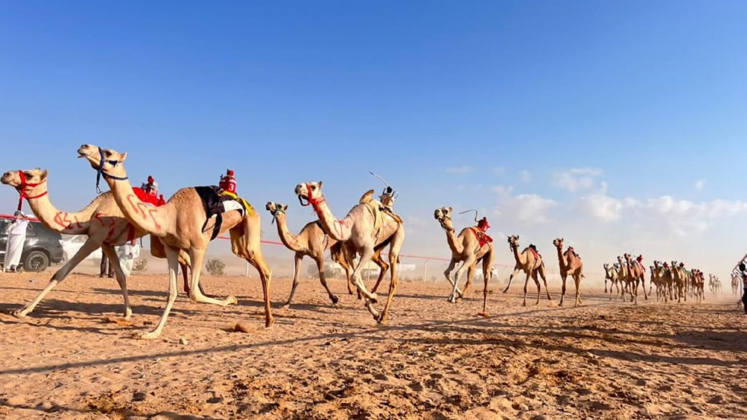 مضمار العلمين في مصر يشهد انطلاق أولى سباقات الهجن للموسم الجديد
