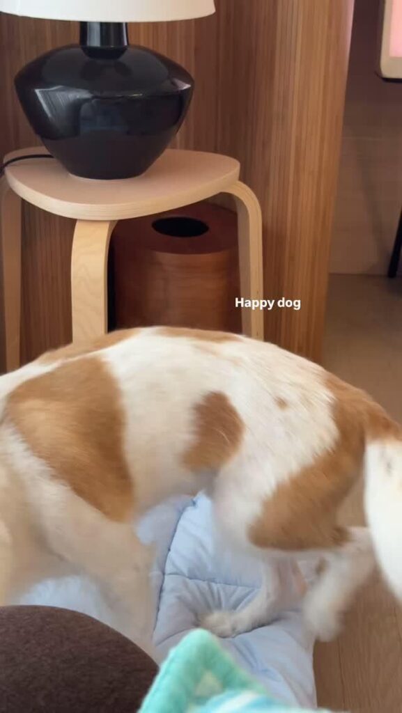 250824 تحديث قصة أليس إيج مع هانك