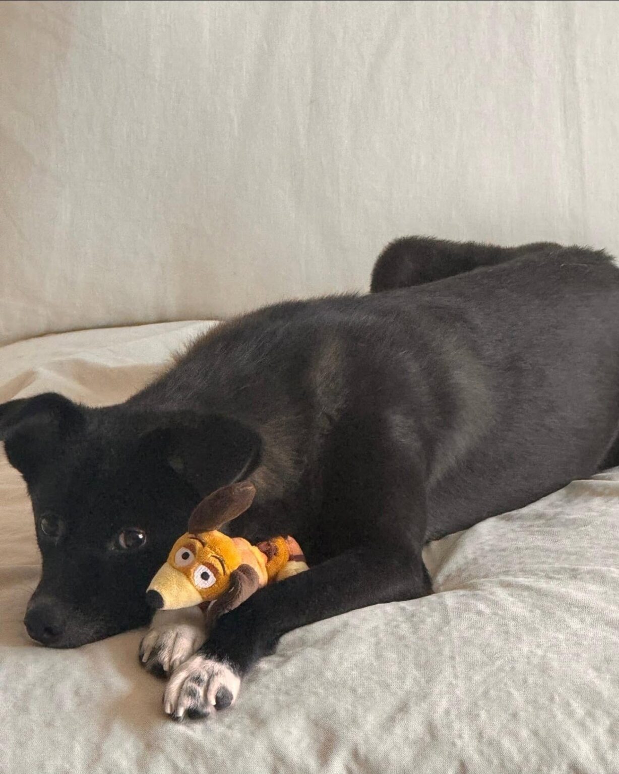 250820 تحديث Jeongyeon Instagram - صورة لكلب Jeongyeon ، Yuki