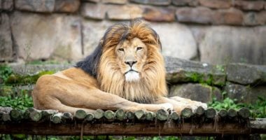 استيراد أسود ونمور جديدة من أفريقيا لحديقة الحيوان بالجيزة استيراد أسود ونمور جديدة من أفريقيا لحديقة الحيوان بالجيزة