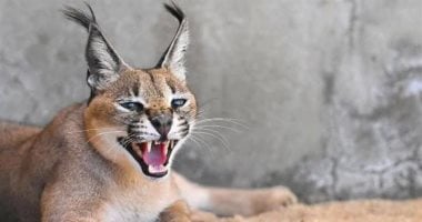 حيوانات ضد الاحتلال الإسرائيلى.. قروش وفئران والوشق المصرى تهاجم الجنود حيوانات ضد الاحتلال الإسرائيلى.. قروش وفئران والوشق المصرى تهاجم الجنود