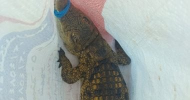 العثور على تمساح بشاطئ أبوتلات فى الإسكندرية.. والمحافظة تسلمه لـ"البيئة"