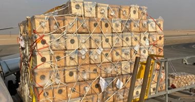 مصر للطيران تنجح في نقل شحنة حساسة من النحل الحي إلى السعودية