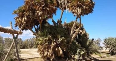 خزان جوفى ضخم ونباتات نادرة.. المروحة الفيضية بمرسى علم تستعد لسيول الشتاء (صور)