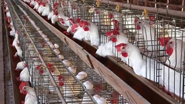 أسعار الفراخ البيضاء في بورصة الدواجن اليوم الجمعة 5-9-2025.. أول تحديث