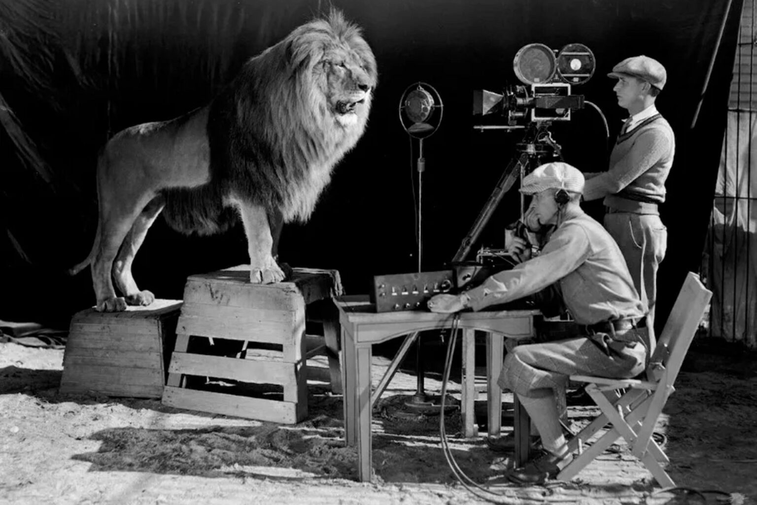 أسَد استوديوهات مترو غولدوين ماير من صحراء السودان إلى هوليود | ثقافة