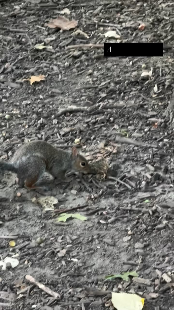 250914 تحديث قصة Winter Instagram