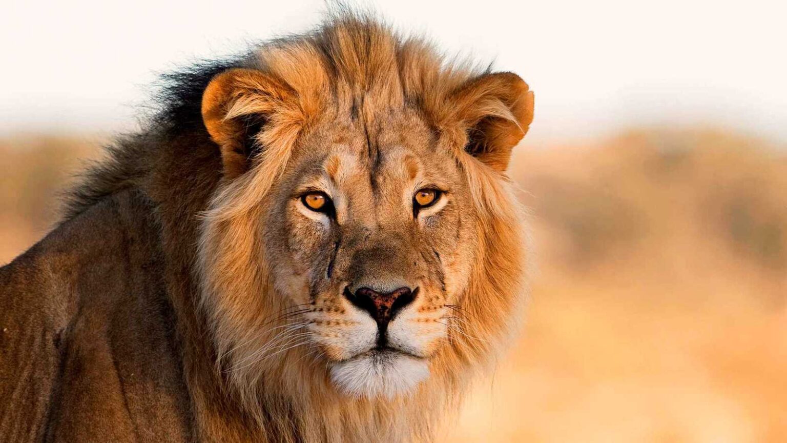 حديقة حيوان تشيستر تودع الأسد الآسيوي النادر “إبليس” هل يجب أن تتجه الكلاب إلى أنظمة غذائية نباتية لإنقاذ البيئة؟