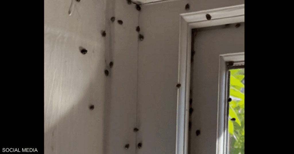 فيديو.. غزو مرعب لأسراب الخنافس في بريطانيا