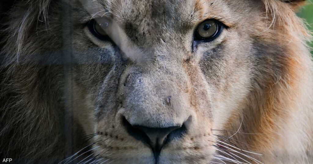 تخشاه الأسود والمفترسات.. الصوت الأكثر رعبا في الغابة