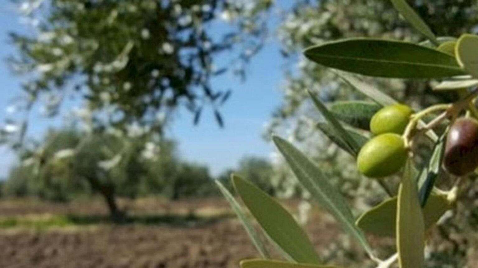 شحّ كبير في الزيت والزيتون هذا العام شحّ كبير في الزيت والزيتون هذا العام
