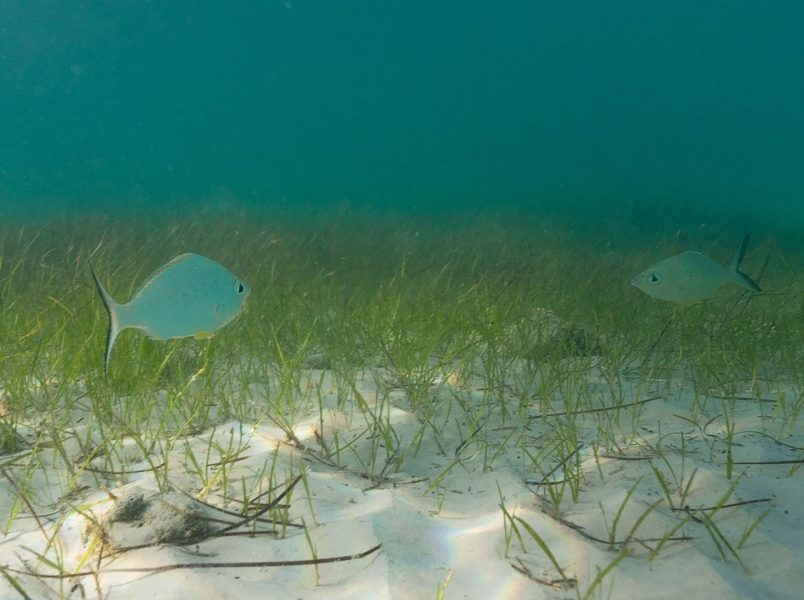 “بيئة أبوظبي” و”توتال للطاقات” تطلقان مشروعا لإعادة تأهيل الأعشاب البحرية