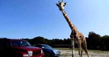 حقيقة فيديو هروب زرافة وغرقها بالنيل.. حديقة الحيوان توضح حقيقة فيديو هروب زرافة وغرقها بالنيل.. حديقة الحيوان توضح