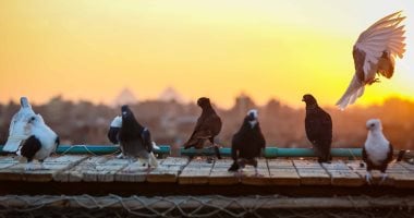 ضبط المتهم بسرقة 20 جوز حمام وأدوات كهربائية من منزل بالمحلة ضبط المتهم بسرقة 20 جوز حمام وأدوات كهربائية من منزل بالمحلة