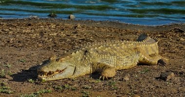 تحريات لكشف ملابسات العثور على تمساح صغير فى حدائق الأهرام بالجيزة