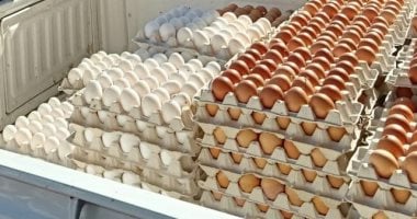 أسعار البيض اليوم.. هل يتراجع سعر كرتونة البيض أكثر خلال الأيام المقبلة؟ أسعار البيض اليوم.. هل يتراجع سعر كرتونة البيض أكثر خلال الأيام المقبلة؟
