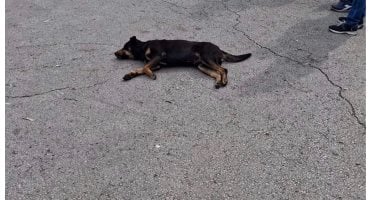 التحقيق مع شخصين وراء تسميم الكلاب والتخلص منها فى الهرم التحقيق مع شخصين وراء تسميم الكلاب والتخلص منها فى الهرم