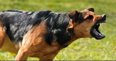 فيديو لكلب شرس تسبب فى القبض على بلطجى بالجيزة و5 سنوات حبس تنتظره