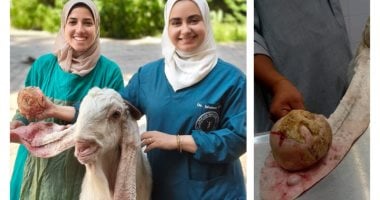 استئصال ورم ليفى يزن كيلوجرام من أذن تيس بالطب البيطرى جامعة القاهرة