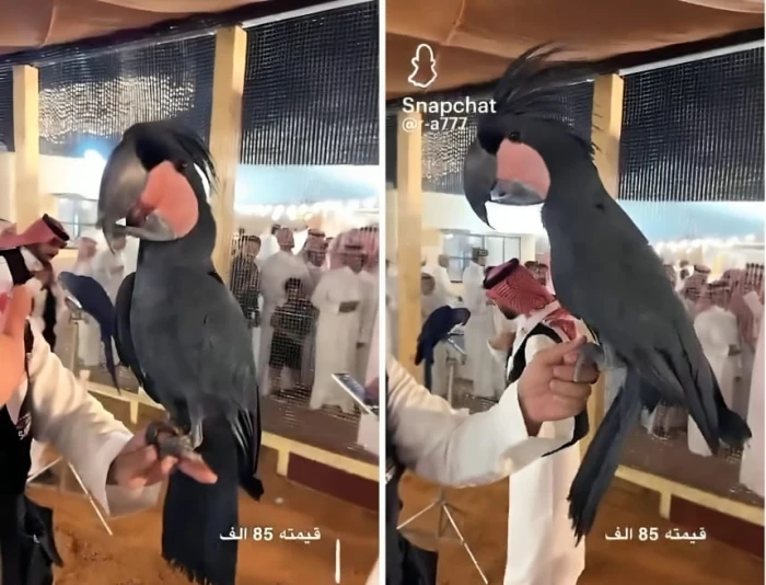 صحيفة المرصد - بالفيديو.. عرض ببغاء نادر بسعر 85 ألف ريال.. والكشف عن نوعه