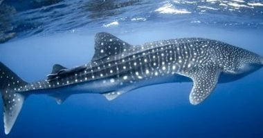 وحش البحار فى شباك غزة.. قرش حوتى عملاق يكفى لإطعام 14 ألف شخص