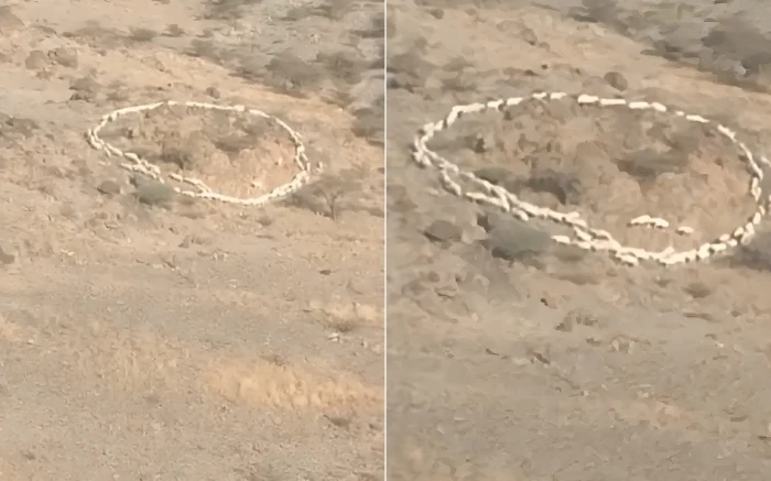 صحيفة المرصد – بالفيديو: ظاهرة غريبة لقطيع من الأغنام يتحرك في دائرة دون توقف صحيفة المرصد - بالفيديو: ظاهرة غريبة لقطيع من الأغنام يتحرك في دائرة دون توقف