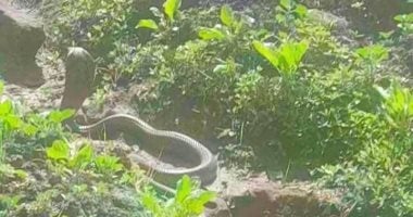 تداول صور لكوبرا فى المحلة.. ومديرية الطب البيطرى: يجب تحرى الدقة قبل التداول تداول صور لكوبرا فى المحلة.. ومديرية الطب البيطرى: يجب تحرى الدقة قبل التداول