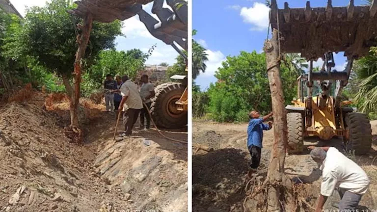 أول تعليق من محافظة الإسكندرية على قطع أشجار أبو قير -صور