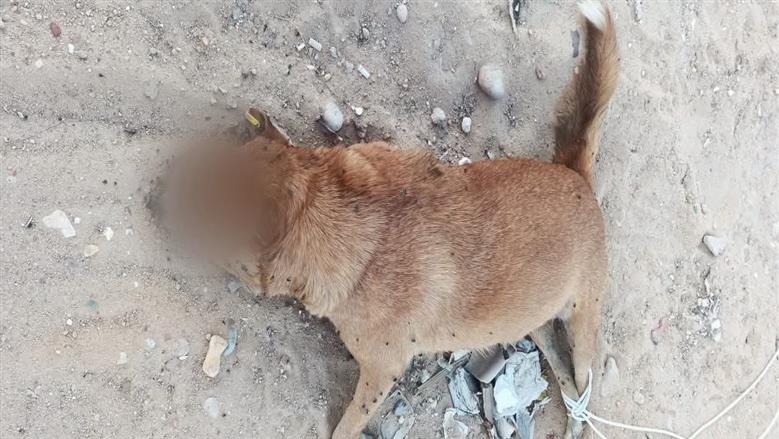 كلاب حدئاق الأهرام 