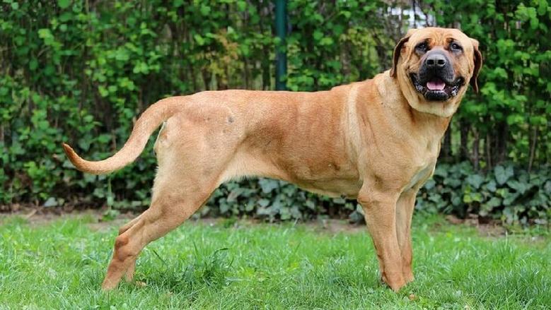 بعد انفراد الوطن.. النيابة العامة تفتح التحقيق مع المتهم بتسميم 500 كلب في حدائق الأهرام