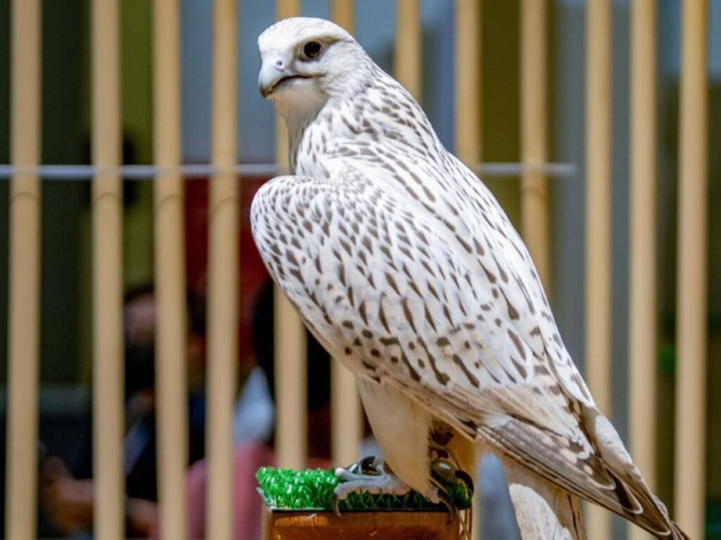 بتوجيهات حمدان بن زايد.. «بيئة أبوظبي» تمدد موسم الصيد بالصقور 2025 Al Bayan