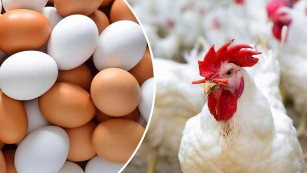مفاجأة في أسعار الدواجن الآن في الأسواق