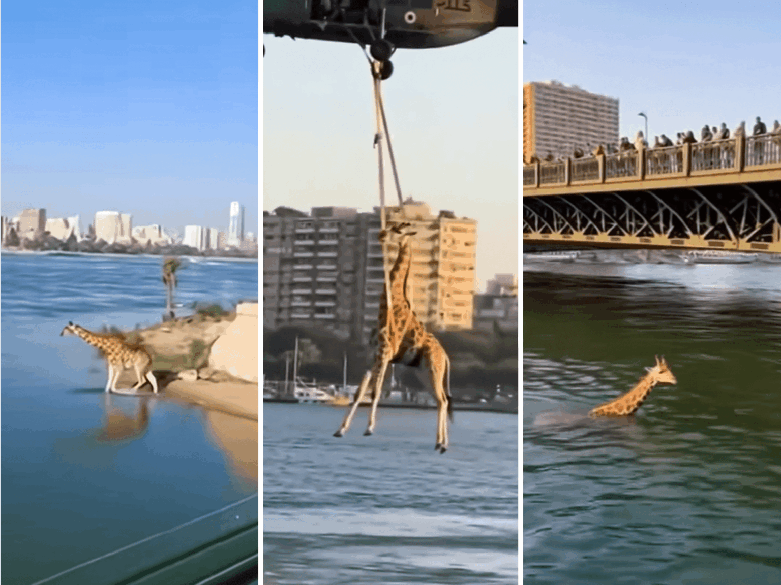 حقيقة ظهور زرافة في نهر النيل بالقاهرة وإنقاذها بمروحية | منوعات حقيقة ظهور زرافة في نهر النيل بالقاهرة وإنقاذها بمروحية | منوعات
