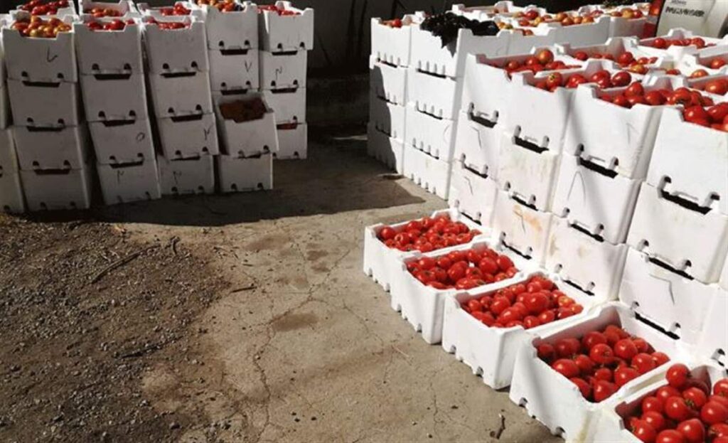 "بندورة مُهرّبة".. ماذا يحصل؟