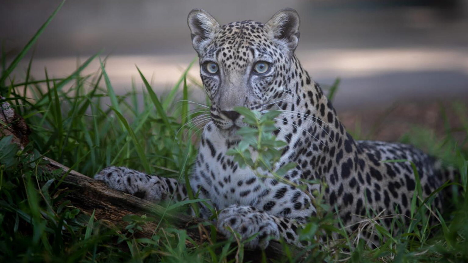 محميات الشارقة تستعد للمشاركة بالمؤتمر العالمي للحفاظ على الطبيعة محميات الشارقة تستعد للمشاركة بالمؤتمر العالمي للحفاظ على الطبيعة