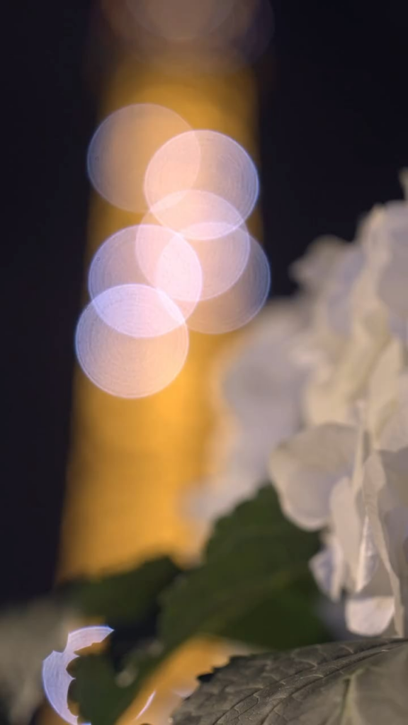 251008 وردة لسان لوران