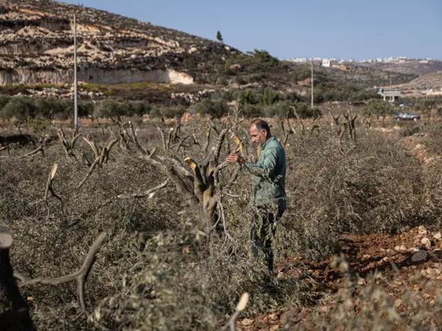 مزارع فلسطيني يحصي أضراراً لحقت بأشجار زيتون بعد اعتداء مستوطنين على حقله في رام الله في الضفة الغربية المحتلة