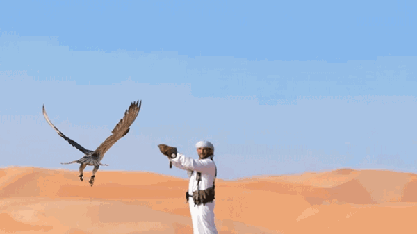 بتوجيهات حمدان بن زايد “البيئة – أبوظبي” تمدّد موسم الصيد بالصقور بتوجيهات حمدان بن زايد "البيئة – أبوظبي" تمدّد موسم الصيد بالصقور