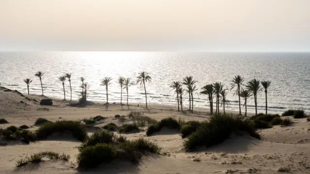 العريش، مصر – 16 يونيو/حزيران 2023: مشهد عام لأشجار النخيل على شاطئ العريش في شمال سيناء. 
