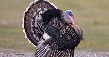 ألمانيا تعدم 15 ألف طائر من البط والأوز والدجاج والديوك والكركى لهذا السبب