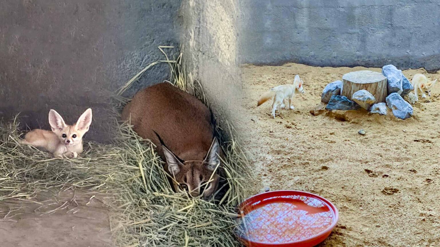 شرطة الشارقة تُحبط عملية اتجار غير مشروع بحيوانات محمية قانوناً شرطة الشارقة تُحبط عملية اتجار غير مشروع بحيوانات محمية قانوناً