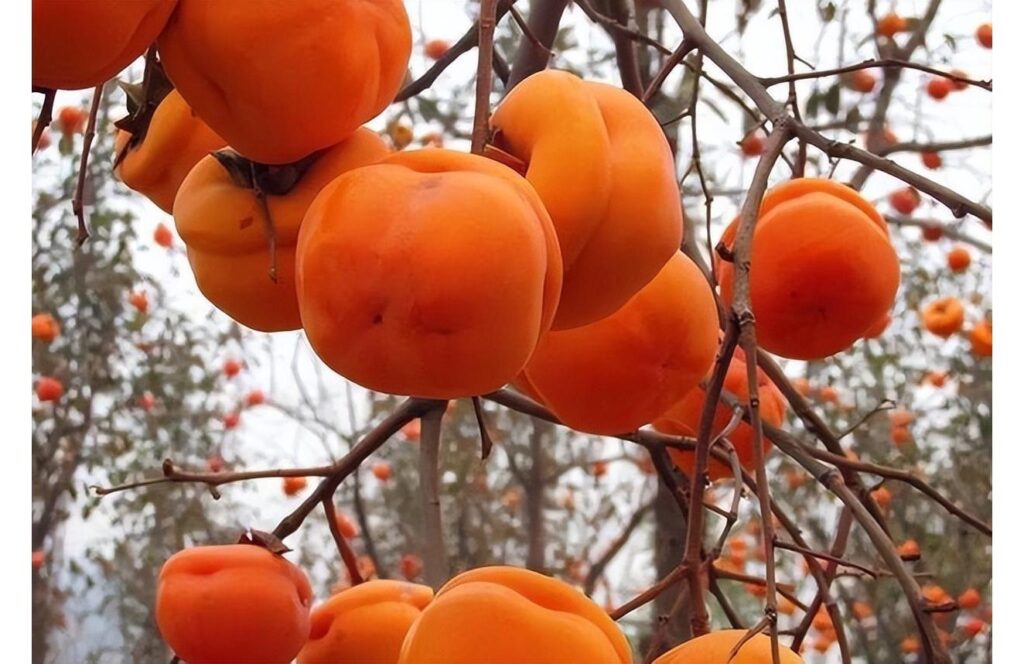 مصر تحصد الكيندو لينتو.. فاكهة الذهب التي تكسو حقول الدلتا الكيندو لينتو